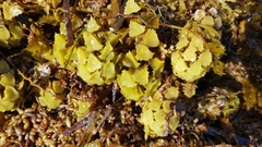 Sargassaceae