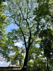 Albizia julibrissin mollis