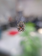 Neoscona orizabensis