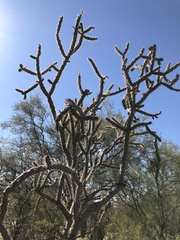 Cylindropuntia thurberi