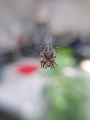 Neoscona orizabensis