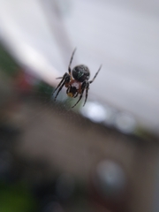 Neoscona orizabensis