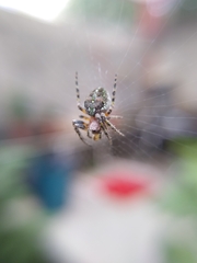 Neoscona orizabensis