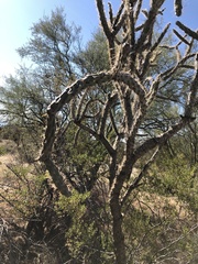 Cylindropuntia thurberi