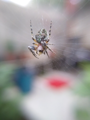 Neoscona orizabensis