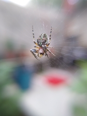 Neoscona orizabensis