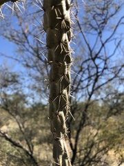 Cylindropuntia thurberi
