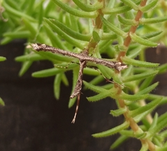 Pterophoridae