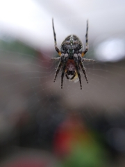 Neoscona orizabensis