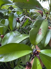 Eugenia brasiliensis