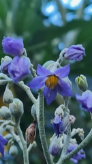 Solanum granulosoleprosum