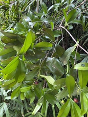 Eugenia brasiliensis