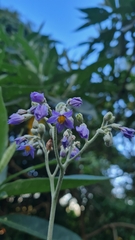 Solanum granulosoleprosum