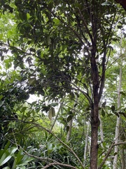 Eugenia brasiliensis