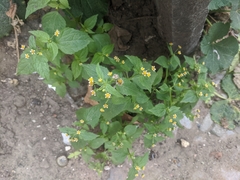 Galinsoga parviflora