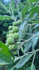Solanum granulosoleprosum