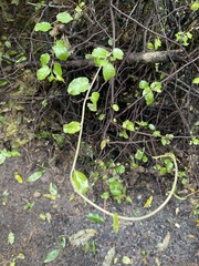 Muehlenbeckia australis