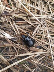 Typhaeus typhoeus