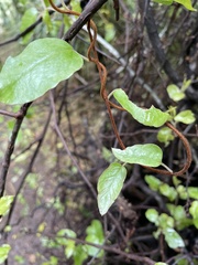 Muehlenbeckia australis