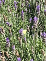 Pieris rapae rapae