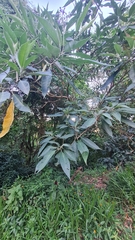 Solanum granulosoleprosum