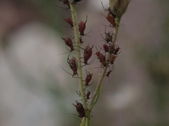 Macrosiphini