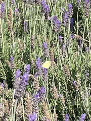Pieris rapae rapae