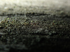 Chaenotheca phaeocephala