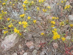 Pectis angustifolia angustifolia