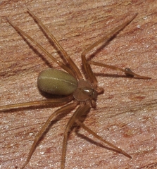 Loxosceles rufescens