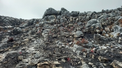 Cyrtanthus ventricosus