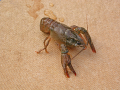 Pontastacus leptodactylus
