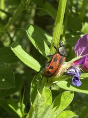 Astylus trifasciatus