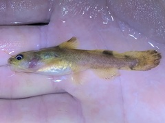 Noturus miurus