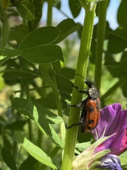 Astylus trifasciatus