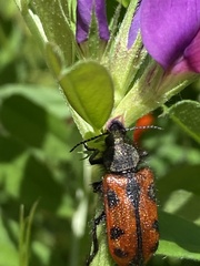 Astylus trifasciatus