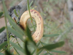 Prosopis glandulosa