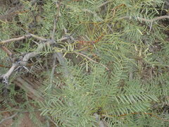 Prosopis glandulosa
