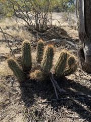 Echinocereus engelmannii