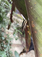 Methona themisto