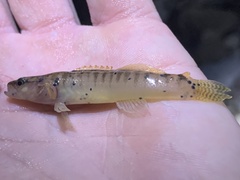 Etheostoma flabellare
