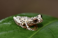 Dendropsophus triangulum