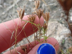 Dyssodia papposa