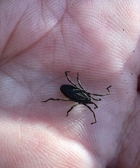 Trogulus tricarinatus