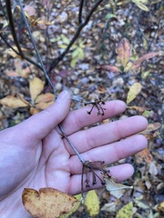 Rhododendron viscosum