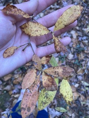 Rhododendron viscosum