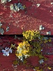 Polycauliona polycarpa