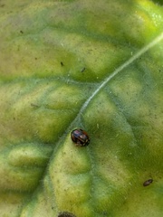 Adalia angulifera