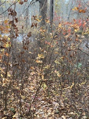 Rhododendron viscosum