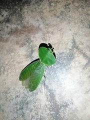 Choeradodis rhombicollis